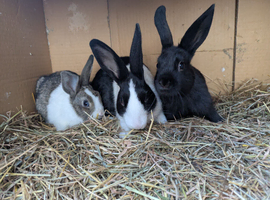 A mix of Dutch Rabbits