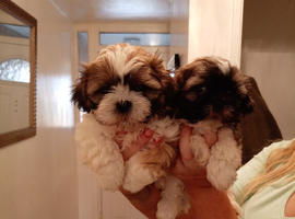 Shih Tzu puppies