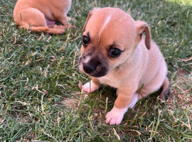 Border terrier X Jack Russell Puppies