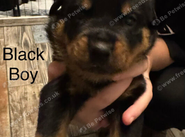 Rottweiler puppies