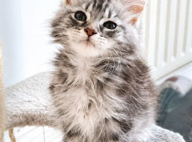 Maine coon male and female - active kittens
