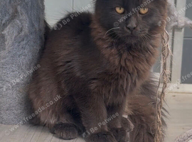 XL black,black smoke,tabby maine coon kittens