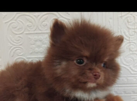 Stunning pomeranian pups