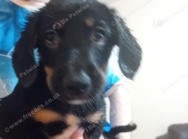 Bearded collie/smoothe blue merle collie mix puppies