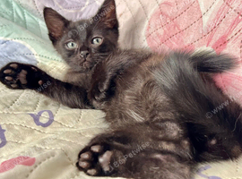 Ready now - 2 half ragdoll boy kittens