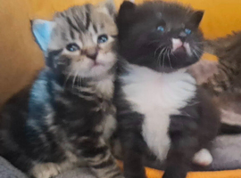 2 kittens