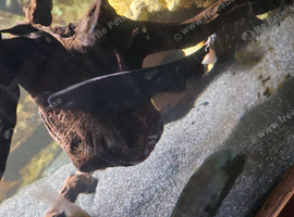 Black ghost knifefish