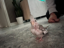Baby Cockatiels Ready Mid July