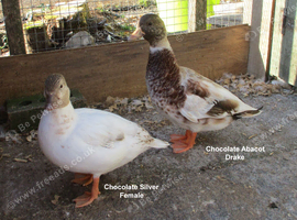 A Pair of Call Ducks