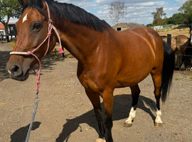 Cash &ndash; 16.3hh | 14-year-old Warmblood x Irish Mare