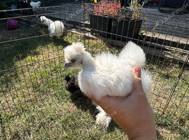 Silkie growers