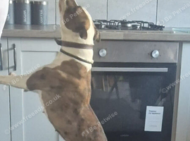 English bull terrier x Am Staff