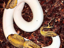 pastel pied ghost