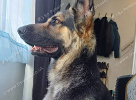 4-Year-Old German Shepherd Rex Available for Rehoming