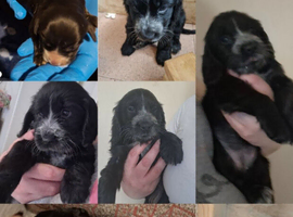 Beautiful female show cocker for sale *F1 ears*