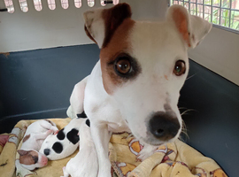 4 female and 3 male jack russell puppies looking for a forever homes