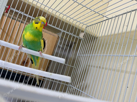 2 baby buggies no cage