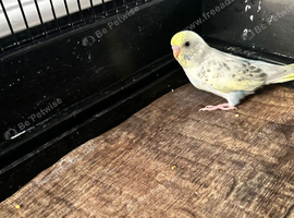 Beautiful Baby Budgie