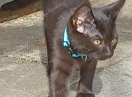 Gorgeous 12 Week Old Male Kitten Looking For A Home