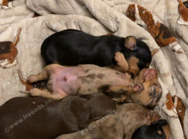 Miniature Dachshund Puppies
