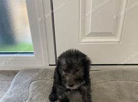 Blue bedlington terrier puppies  ONLY 2 BOYS  AVAILABLE