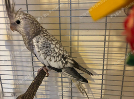 Young male cockateil