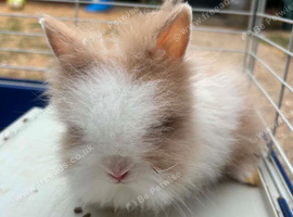 2 baby boy lionheads ready now