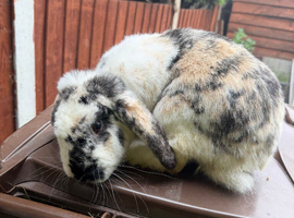 Male rabbit