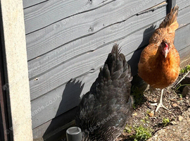 Two free hens