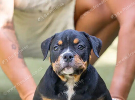 American pocket bullies