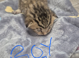 Beautiful litter of kittens