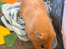 Male guinea pig