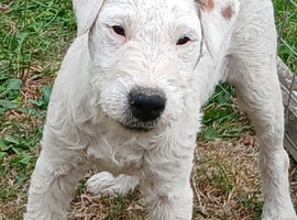MALE WHITE LAKELAND  PUPPY
