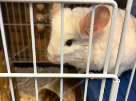 white male chinchilla with cage