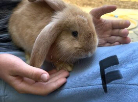 2x continental giant x French lop