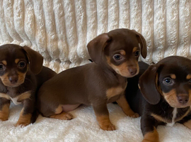 Gorgeous Chocolate Chiweenie Puppies - Ready Now