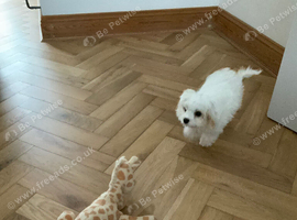 Cavachon white male