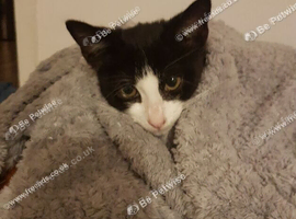 Sweet 4-month-old little girl looking for her forever family.