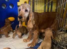 Cocker spaniel puppies Manchester