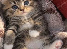 Scottish straight x British longhair
