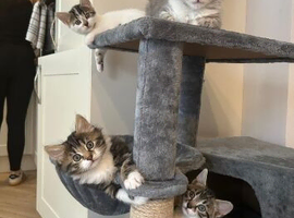 3 beautiful fluffy kittens