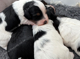 Stunning Health tested f1 jackapoo puppies
