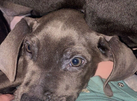 1 Beautiful Fur Baby