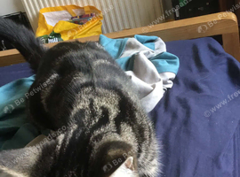 1 year old cat