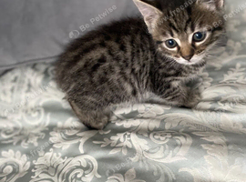 Tabby Kittens For Sale in Medway Ready For New Homes