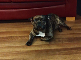 French bulldog