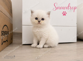 Absolutely beautiful Persian/ragdoll Kittens Persian