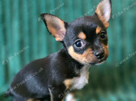 ️ LAST LITTLE BOY LOOKING FOR HIS FOREVER HOME ️