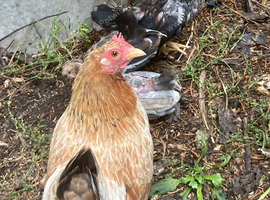 Serama chickn