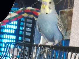 Male Budgie